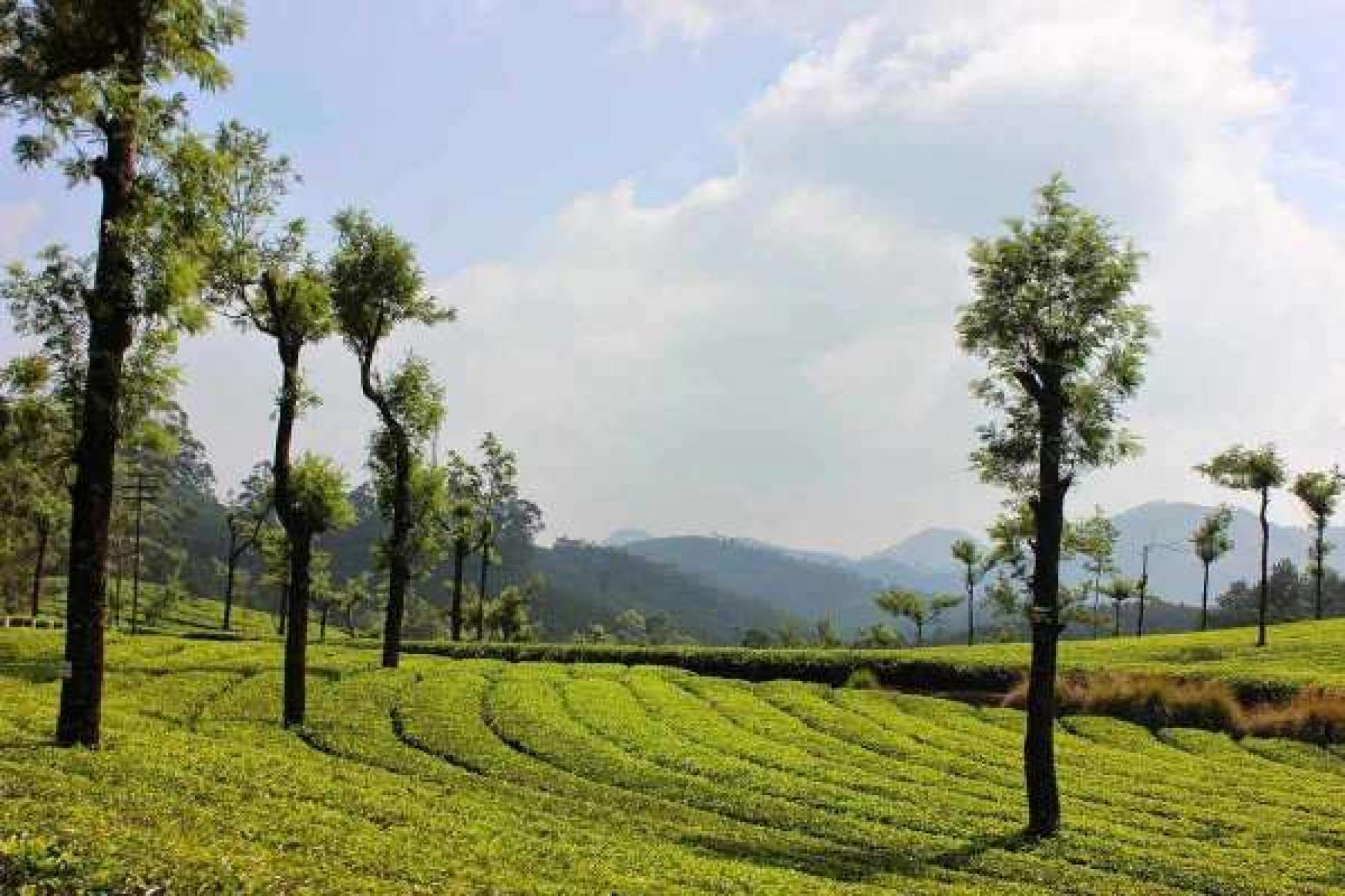 Kerala Honeymoon Tour